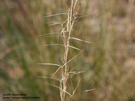   Florets:   Aristida nitidula ; Photo by South Australian Seed Conservation Centre, used with permission
